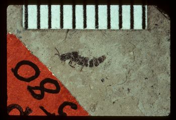 Media type: image;   Entomology PALE-1580 Aspect: full